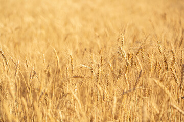 Wheat field on a sunny day. Grain farming, ears of wheat close-up. Agriculture, growing food products.