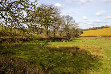 Typical countryside of Devon with green fields, gentle hills with hedges and trees with a few white clouds and a clear blue sky 