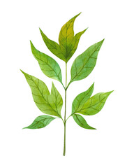 Green watercolor leaf isolated on white background. Single hand drawn botanical element