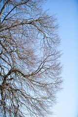 Part of the bare branches of a tree against the blue sky.