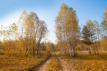 Fototapeta premium Road in the autumn birch forest against the blue sky.