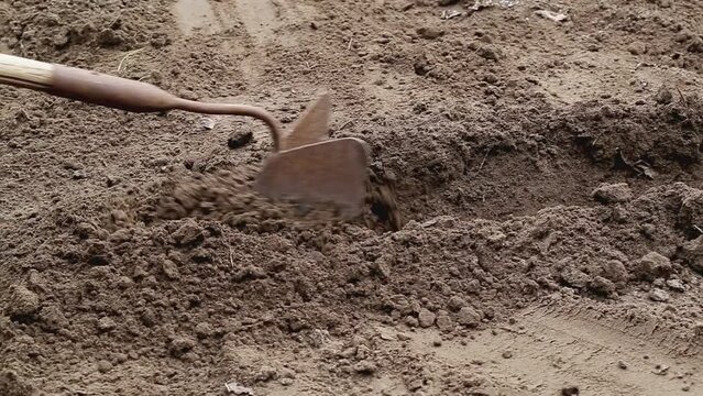 A man makes furrows in the ground with a manual hiller. Farming, planting plants in spring, lose-up