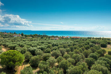 Olive plantation on the hill against the sea on an autumn sunny day. Greece