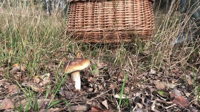 mushroom hunting season, boletus shroom close up picket by a caucasian hand malemute in a wicker basket