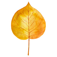 Golden yellow autumn leaf. Hand drawn watercolor botanical element