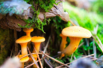 Yellow filigree mushrooms in moss on forest floor. Macro view from the habitat