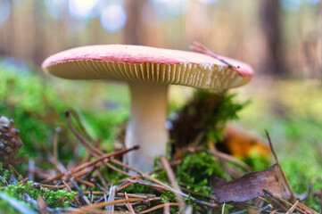 Toadstool, blurry and dreamy, in the grass in the forest. Poisonous mushroom.