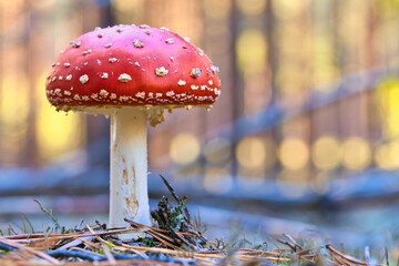 Toadstool at the bottom of a coniferous forest in the woods. Poisonous mushroom