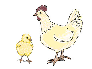 Chickens flat vector illustration. Multicolor chicks, hens cartoon isolated design elements with outline. Chicken meat production, bird breeding. Poultry farm, animal husbandry