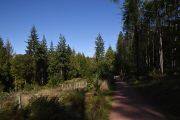 Fototapeta na wymiar a walk through the forest of dean at the start of autumn