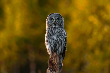 Great grey owl in autumn scenery
