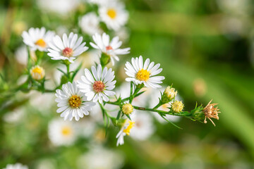 Beautiful white flowers blooming in the field