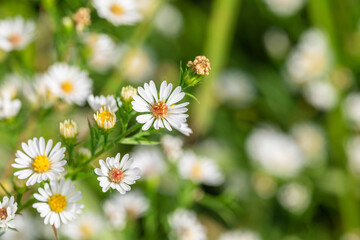 Beautiful white flowers blooming in the field