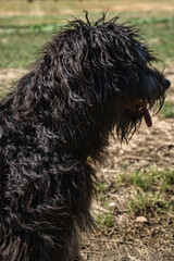 Portrait of a Goldendoodle dog. Fluffy, curly, long, black light brown fur. Dog