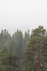 autumn and fog in the mountains. vertical photo. Photo wallpaper with mountain view, space for text