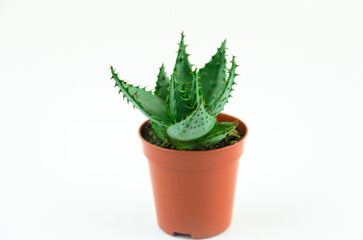 one cactus haworthia in a pot on a white background