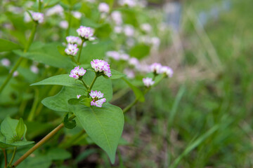 横から見たミゾソバ（Polygonum thunbergii）の花と葉／タデ科