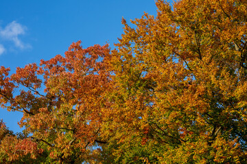 Goldener Herbst im Oktober