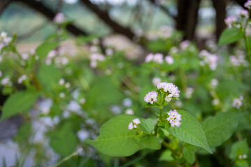 横から見たミゾソバ（Polygonum thunbergii）の花と葉／タデ科