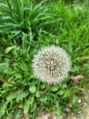 dandelion head