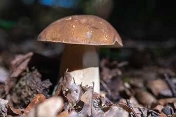 champignon dans la forêt
