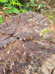 Champignon 
