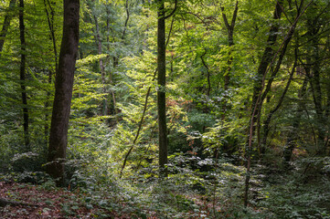 au coeur de la forêt