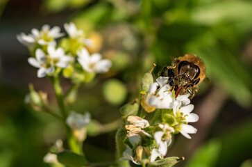Eine Biene sucht Nektar in den weißen Blüten einer Blume