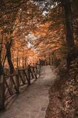 autumn