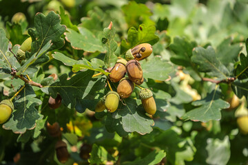 Ripe acorns of oak lying on the branch. Quercus robur, commonly known as pedunculate oak, European...