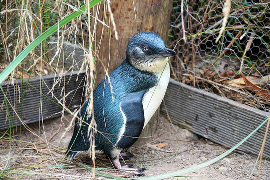 A Little Blue Penguin at a Wildlife Refuge in Bicheno, Tasmania
