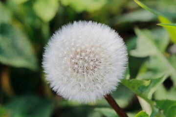 Fleur de Pissenlit en graine.