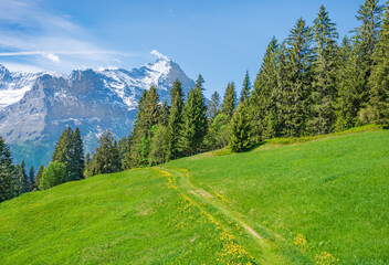Hiking pass from Grindelwald to First mount, Switzerland.