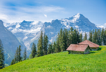 Fototapeta na wymiar Hiking pass from Grindelwald to First mount, Switzerland.
