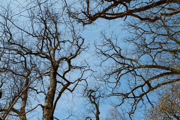 Bare autumn trees. November. Blue sky.