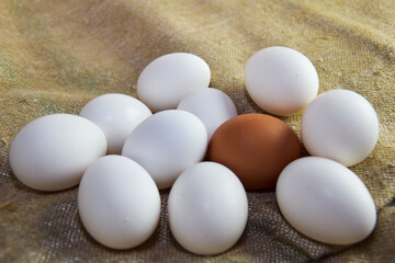 One brown egg among white eggs lies on burlap. A lone egg differs from the rest in that it stands out. The concept of leadership, the birth of an idea that is not like everyone else and standing out