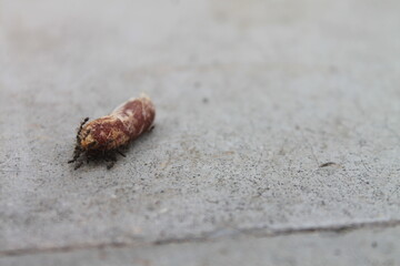 A group of ants swarming date palms on the floor

