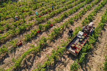 Drone view photo of a tractor in a vineyard field with people working