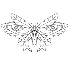 butterfly on white background