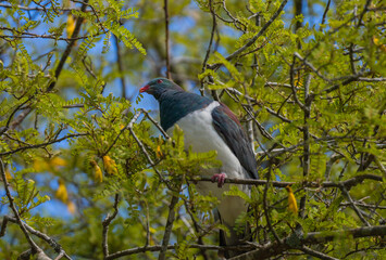 Kereru New Zealand Native Wood Pigeon eating Kowhai Flower