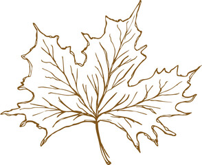 Fototapeta premium hand-drawn maple leaf, vector illustration
