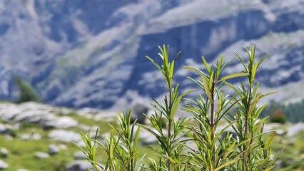 Val Badia, Italy-July 18, 2022: The italian Dolomites behind the small village of Corvara in summer days with beaitiful blue sky in the background. Green nature in the middle of the rocks.