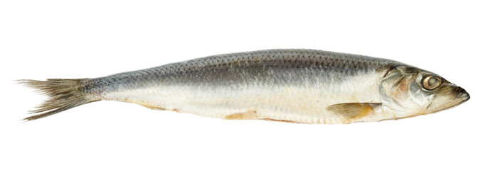 A whole salted herring is cut out on a white background, close-up.