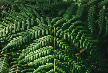Naklejka na ściany i meble Leaves of a natural, green fern close-up, selective, blurred focus. Fern in the forest background and texture. Dark green fern leaves close-up.