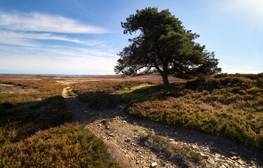 Fototapeta na wymiar A lone tree on the remote heather moorland on a sunny day below Bolt's Law near Blanchland in Northumberland, England, UK.