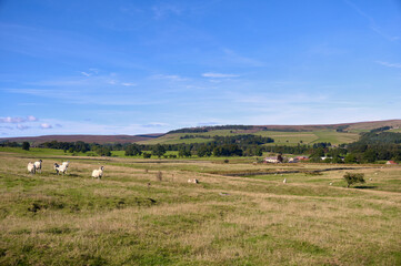 Fototapeta premium Hill farming. Sheep grazing on Edmondbyers Moors above Blanchland in Northumberland, England UK.