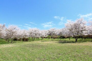 Fototapeta premium 広場の桜並木