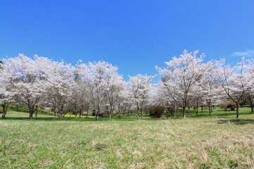Obraz premium 全盛期の桜並木