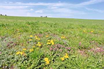野に咲くタンポポ