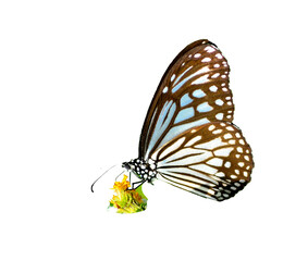 butterfly on white background